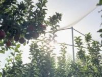 一线调研|给阿克苏苹果“建网”!“冰糖心”风险减量正落到实处